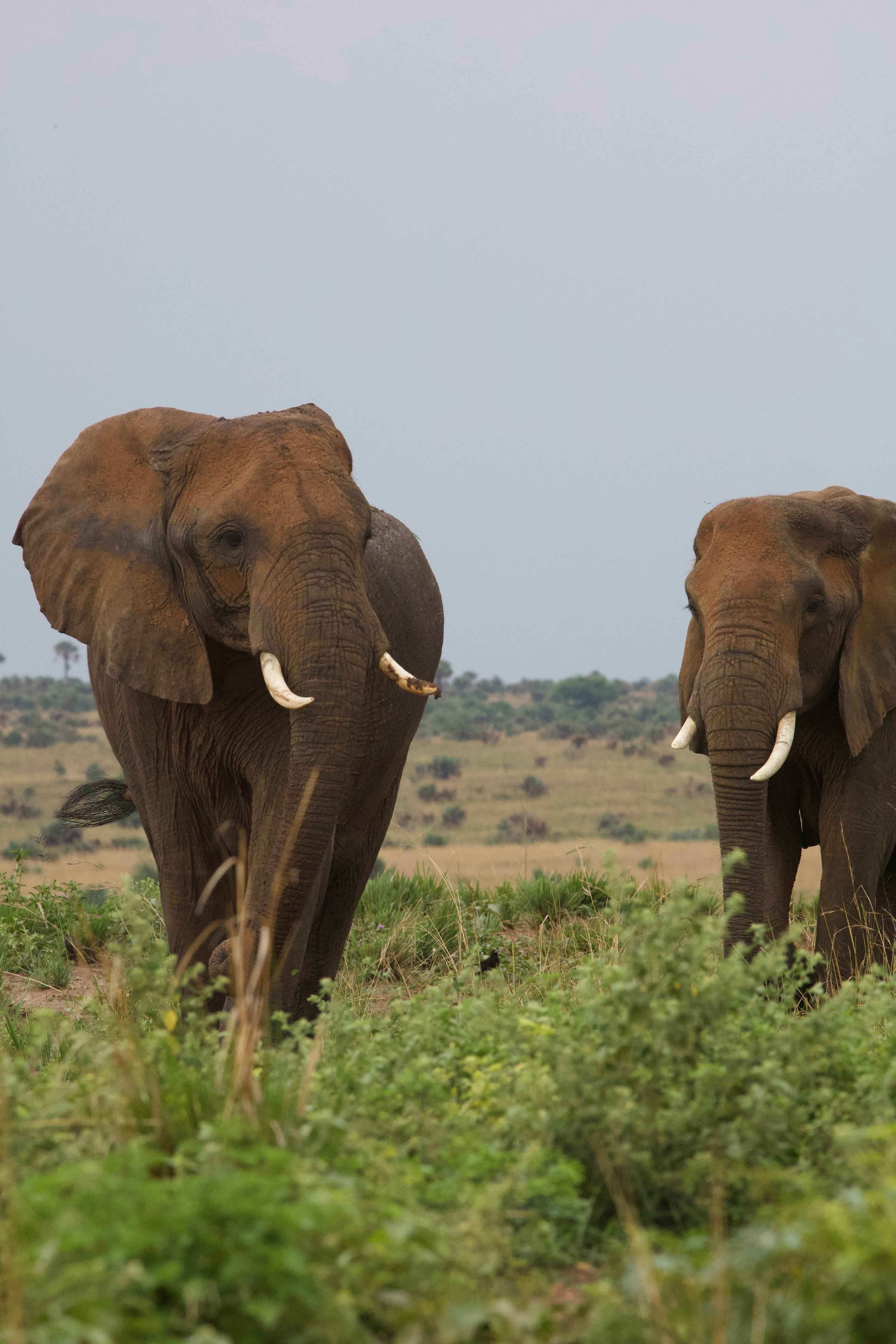 Majestic Elephants of Uganda