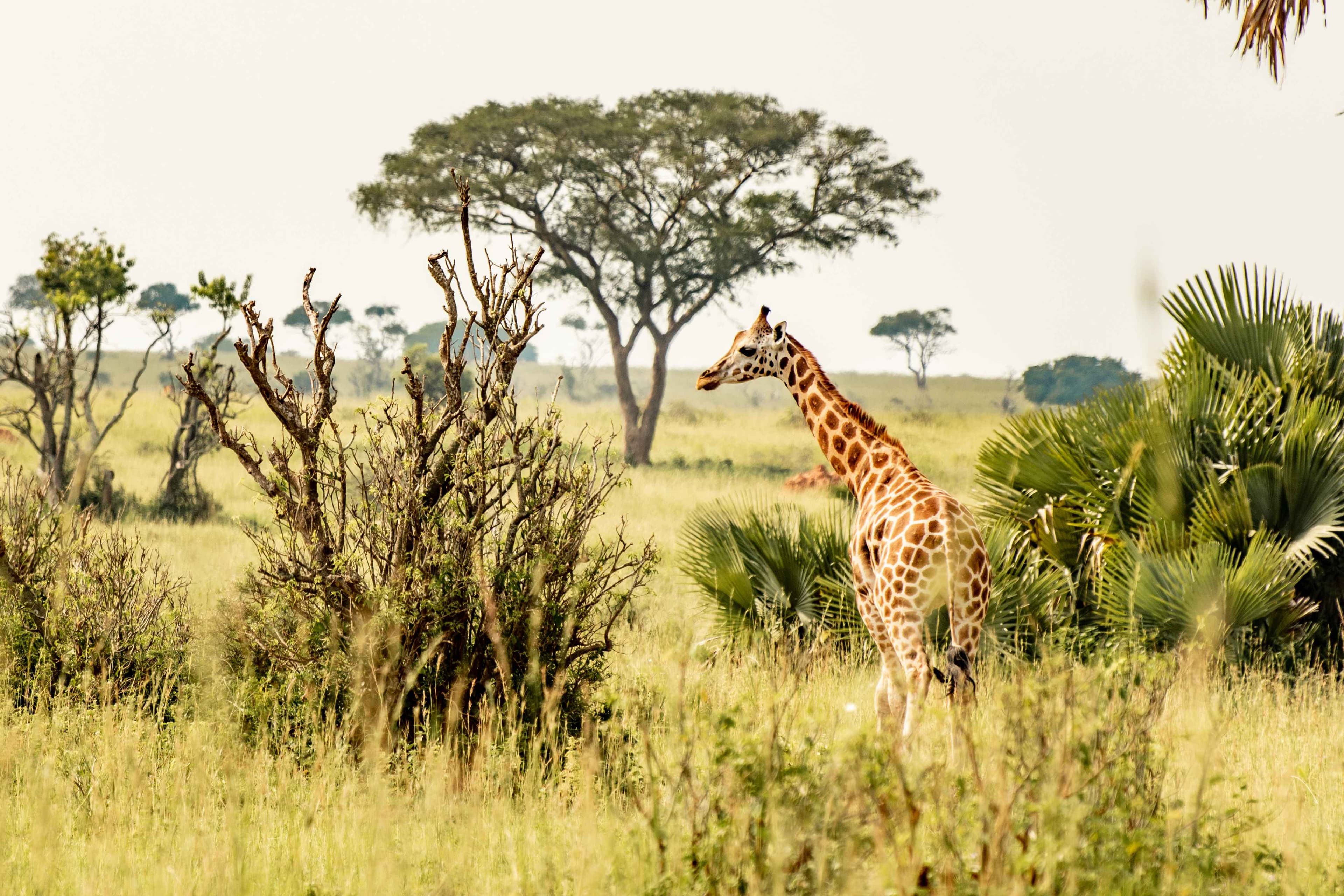 Uganda Safari Tours - Giraffe in beautiful savanna landscape