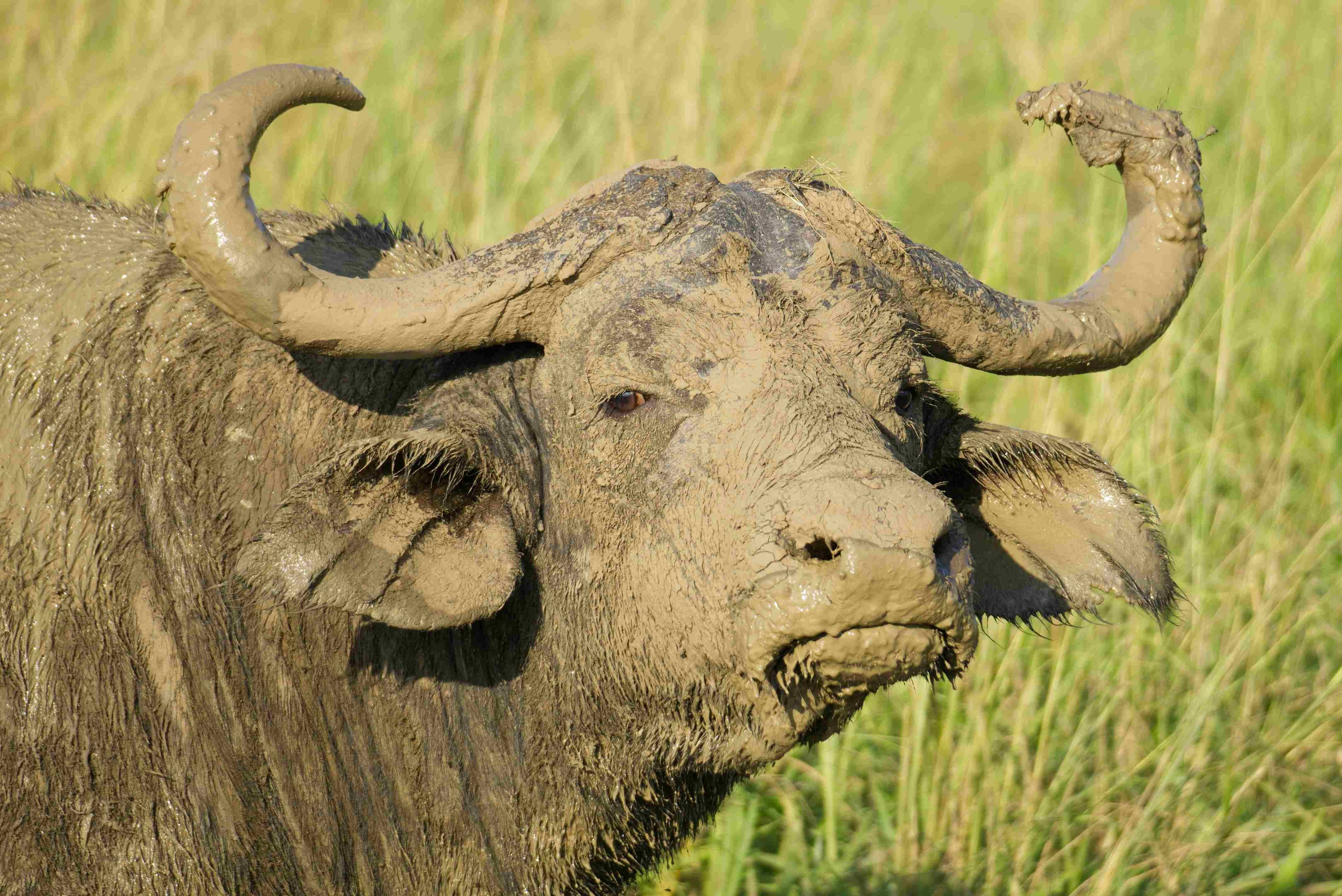 Mighty Buffalo