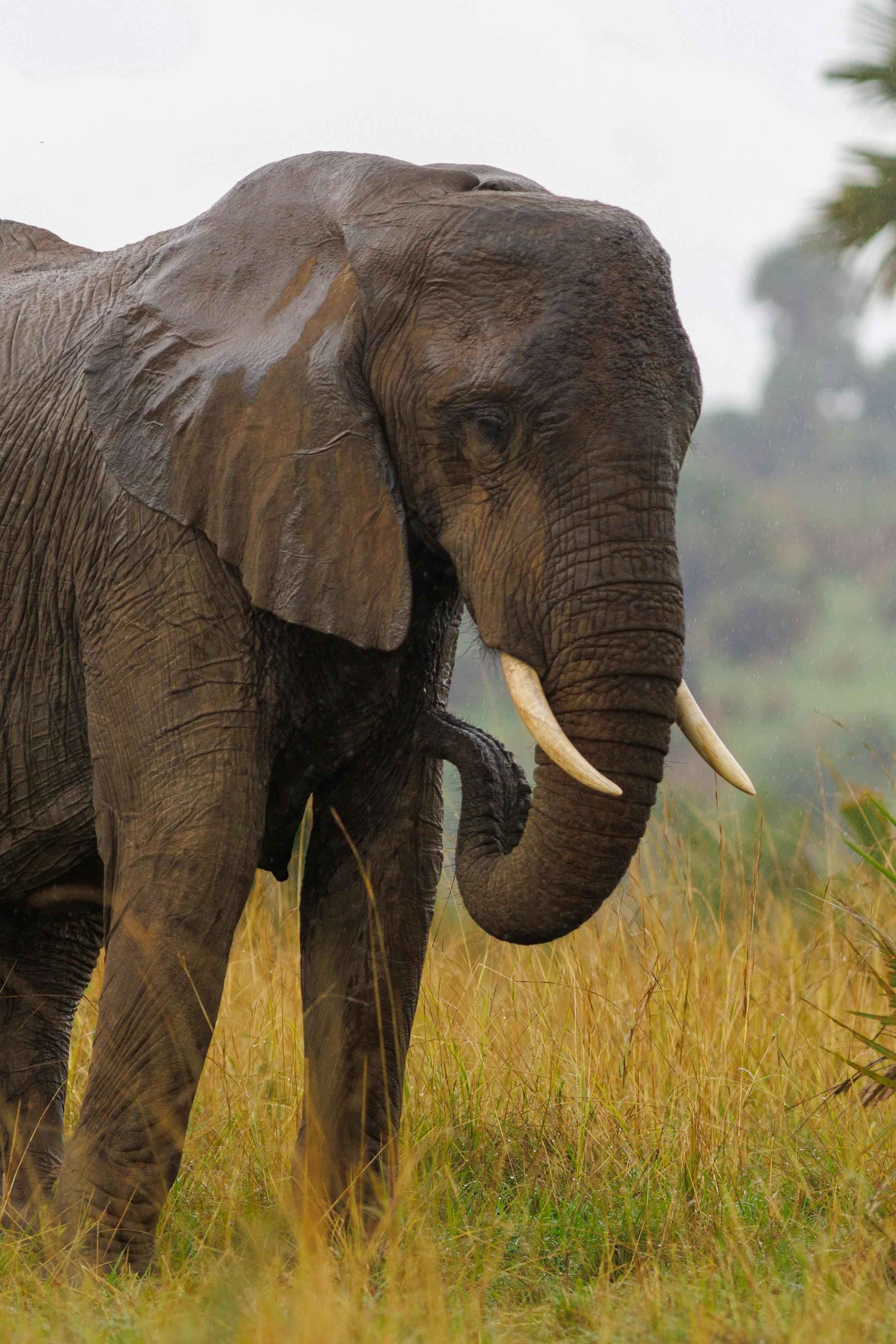 Gentle Giants - Elephants