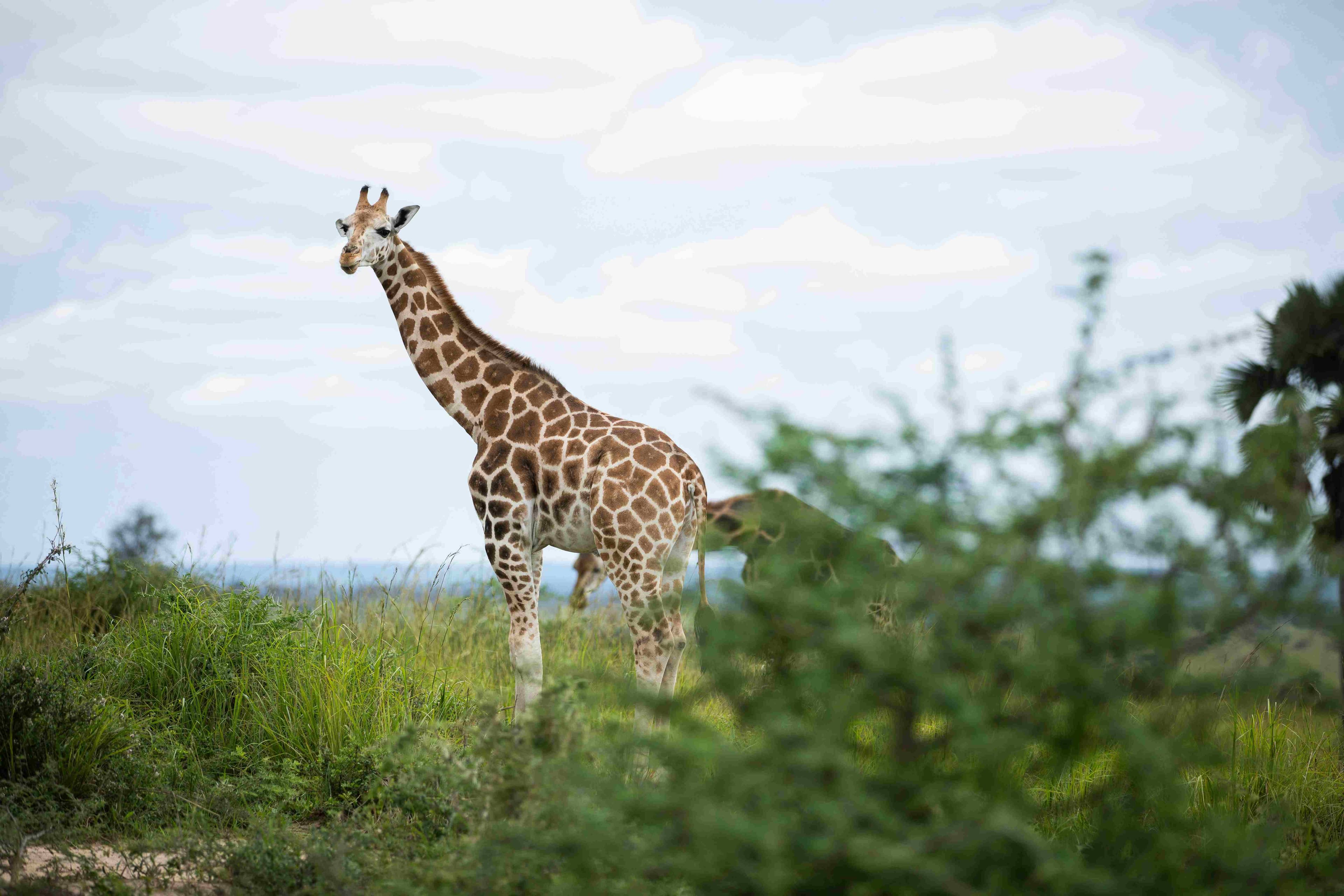 Graceful Giraffes
