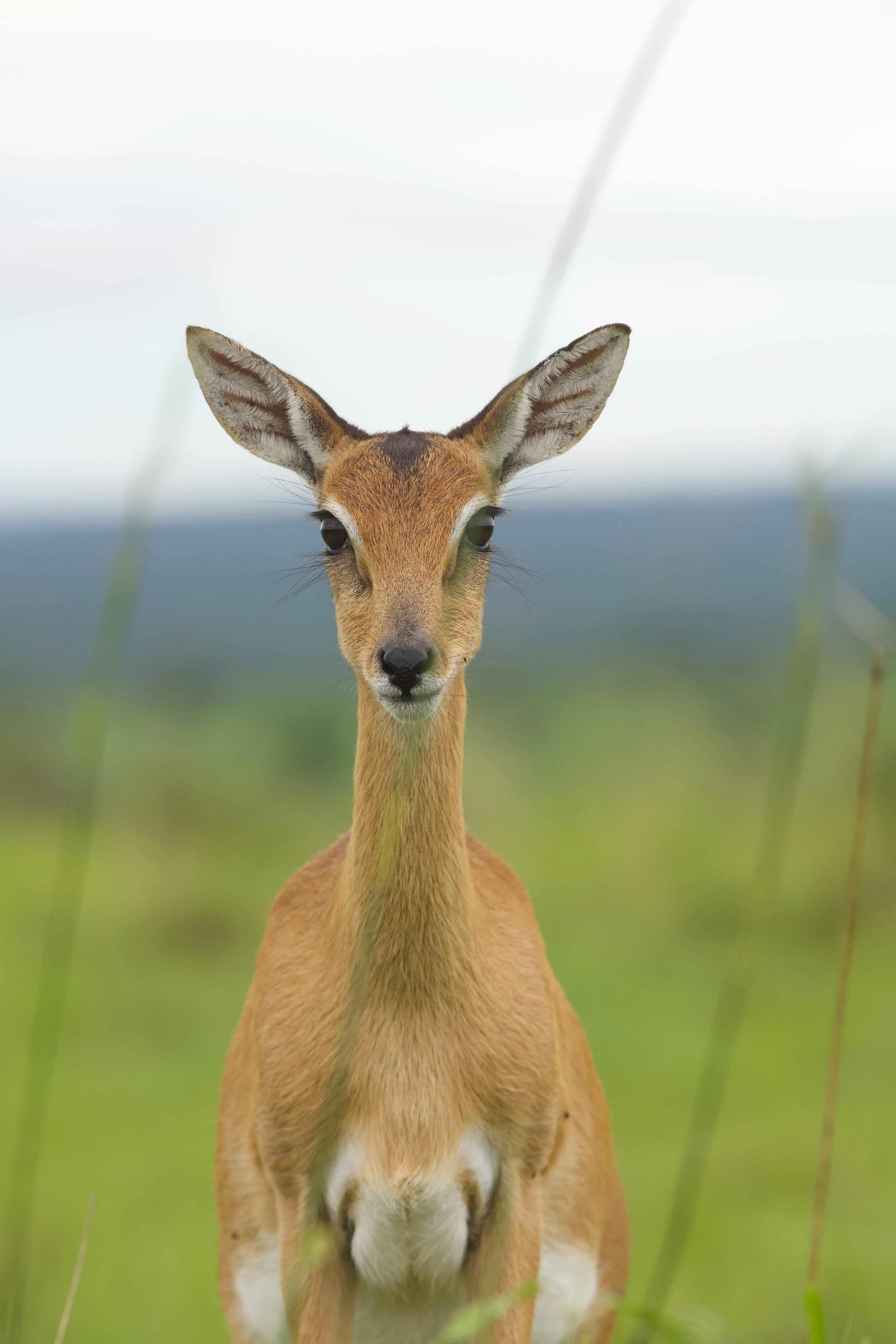 Kangaroo Encounters