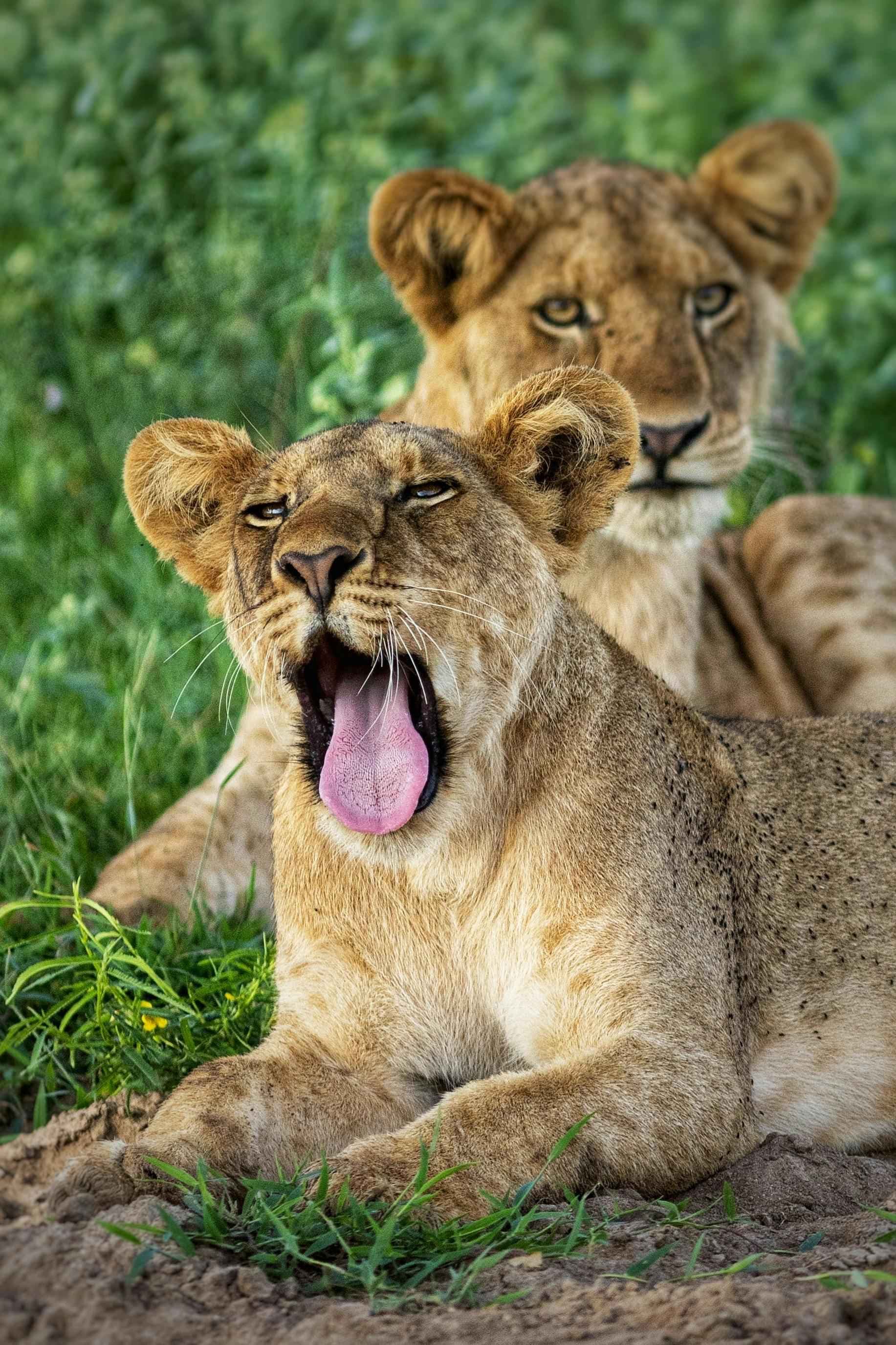Lion Cubs