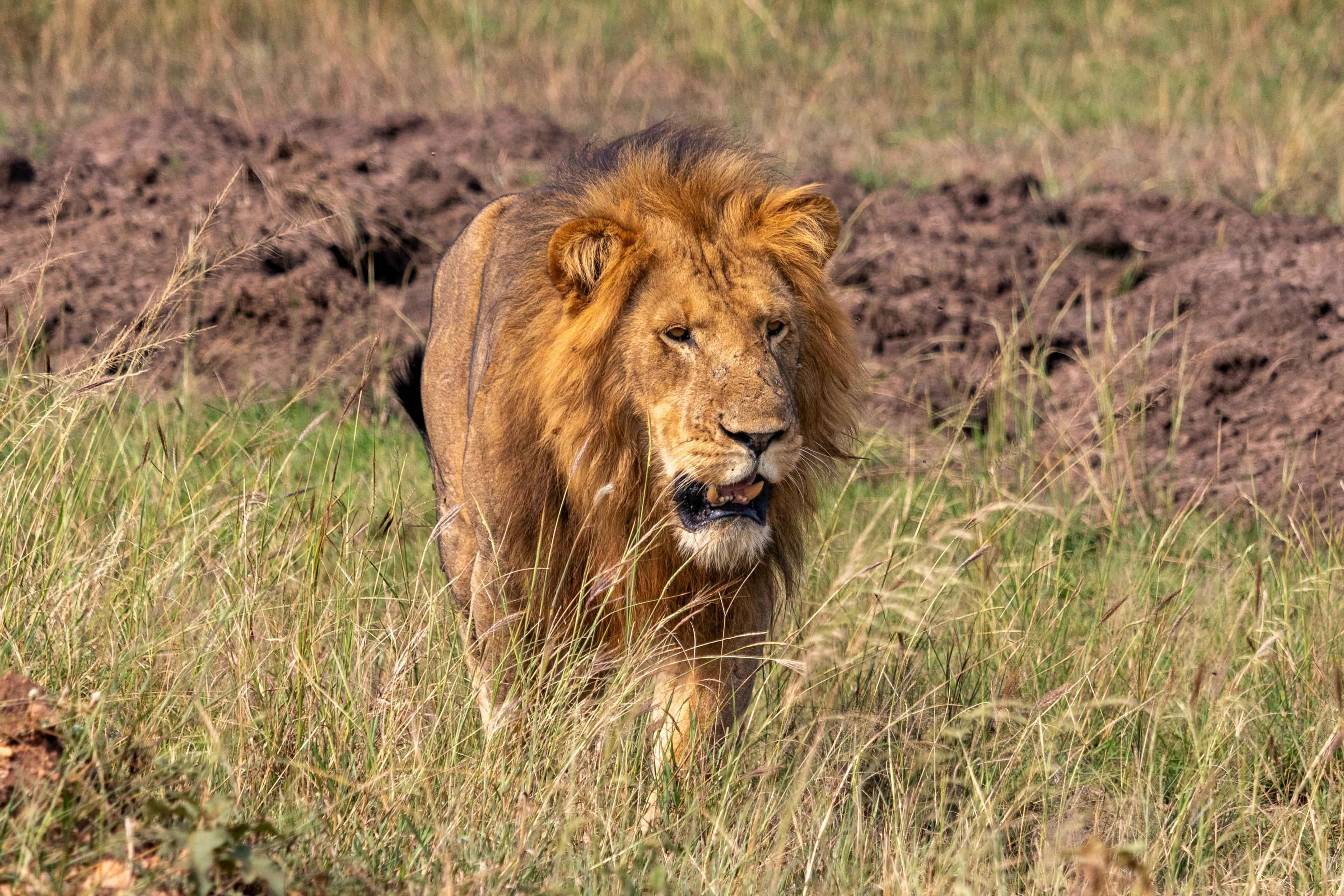 Majestic Lions